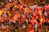 20081012_royalbotanicgardenskew_281